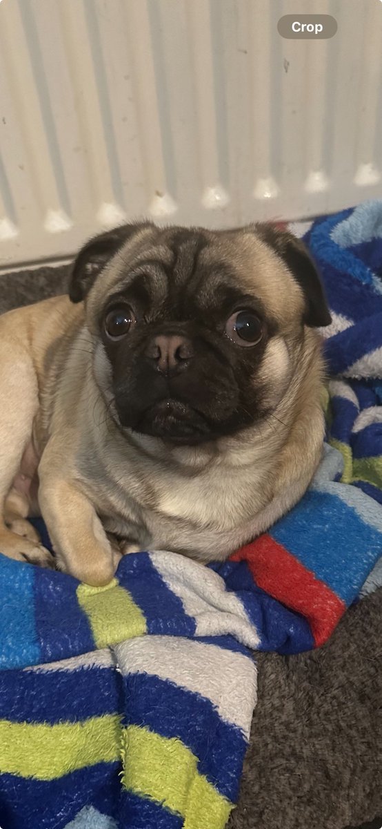 When ever im having a quiet drink on a Saturday night and hear a noise outside, i let on to Douglas “hes a pit pug”  and he has to save me 😂