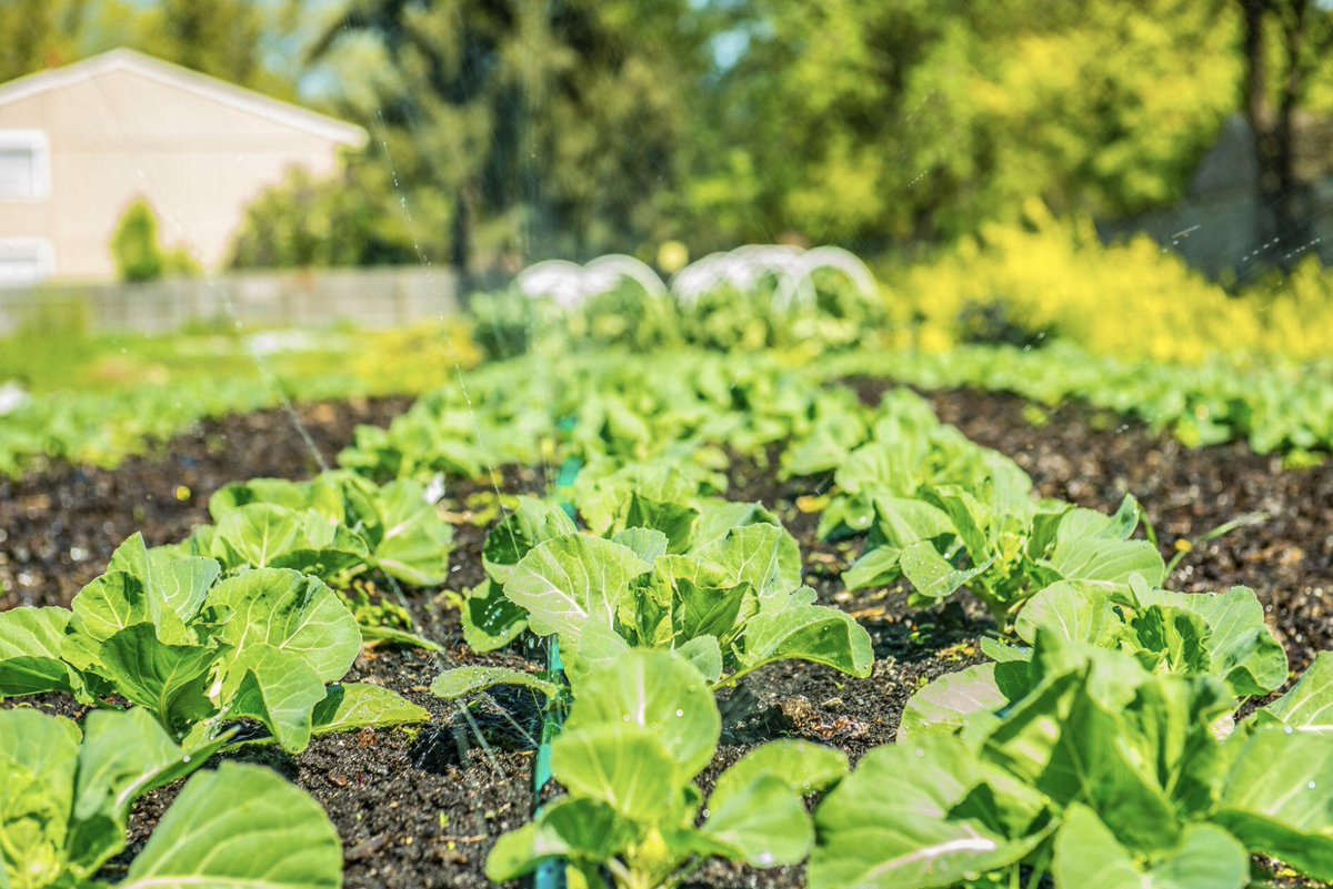 Check out Ask Extension for tips on the ideal garden row orientation for optimal sunlight and growth! Whether north to south or east to west, we've got you covered. Read more: beav.es/cdV