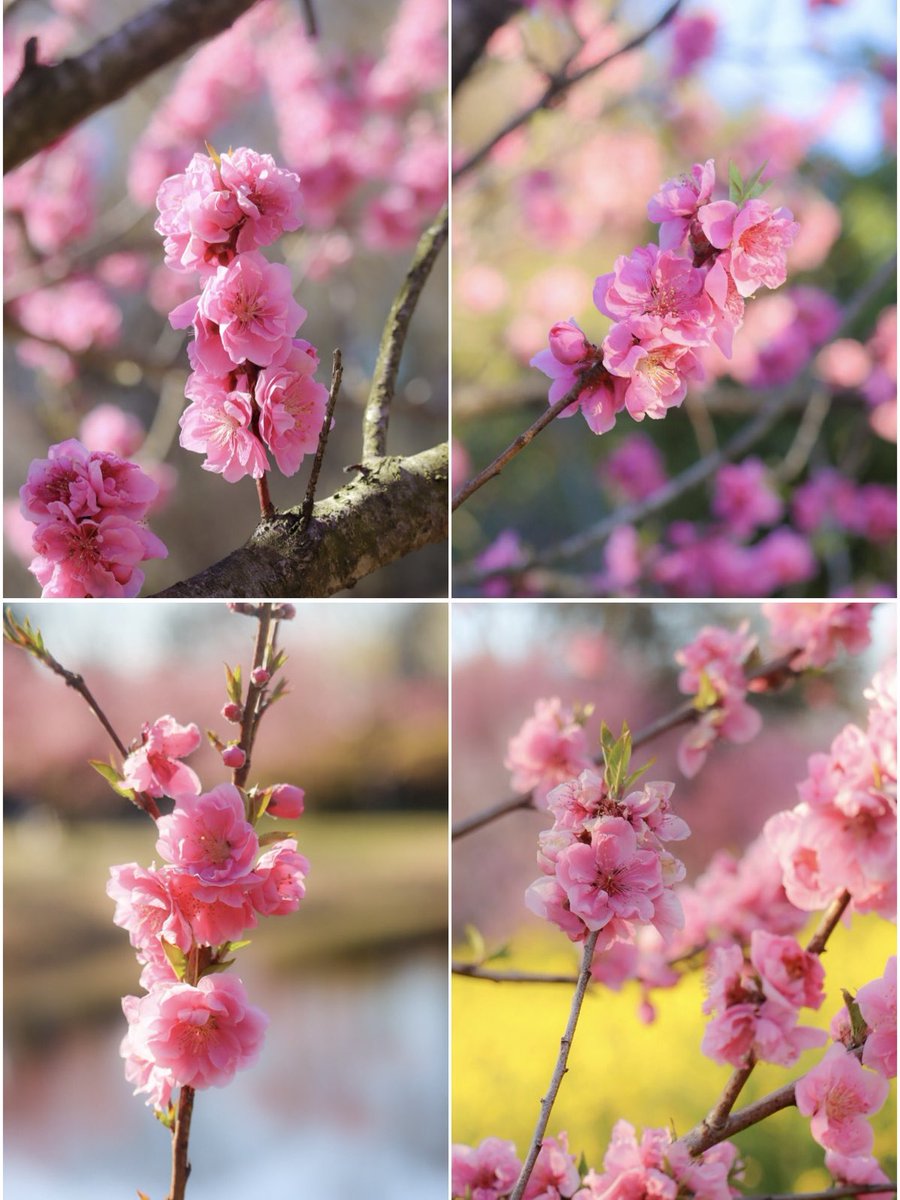 おはようございます⛅️

古河公方公園にて🌳
   古河桃まつり🌸
 🌸満開の桃の花🌸
  2024/03/22

素敵な日曜日になりますように
ꕤ*𓈒𖧷 ⁺.

#photography
#TLを花でいっぱいにしよう