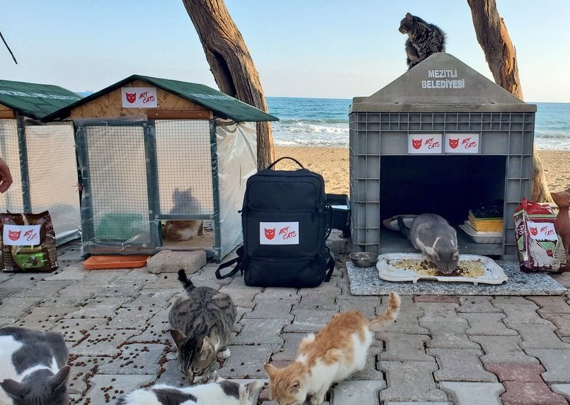 ARTCATS🐈‍⬛❤️🐈 tweet media