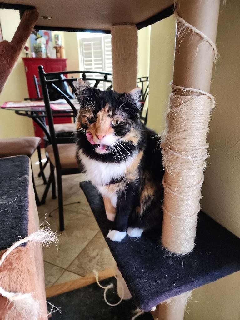 The pet sitter lady came again today. I decided to talk to her a little bit. I’m glad my dad will be back tomorrow.