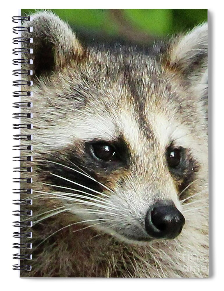 Love #raccoons 🦝 I call this photographic image "Sweetness"... picture taken at a park in Port Charlotte, FL 🦝
#wildlifephotography #nature #NatureBeauty 

This spiral #notebook can be found in my shop🦝
#AYearForArt #BuyIntoArt #gifts #giftsformom 

3-joanne-carey.pixels.com 🦝