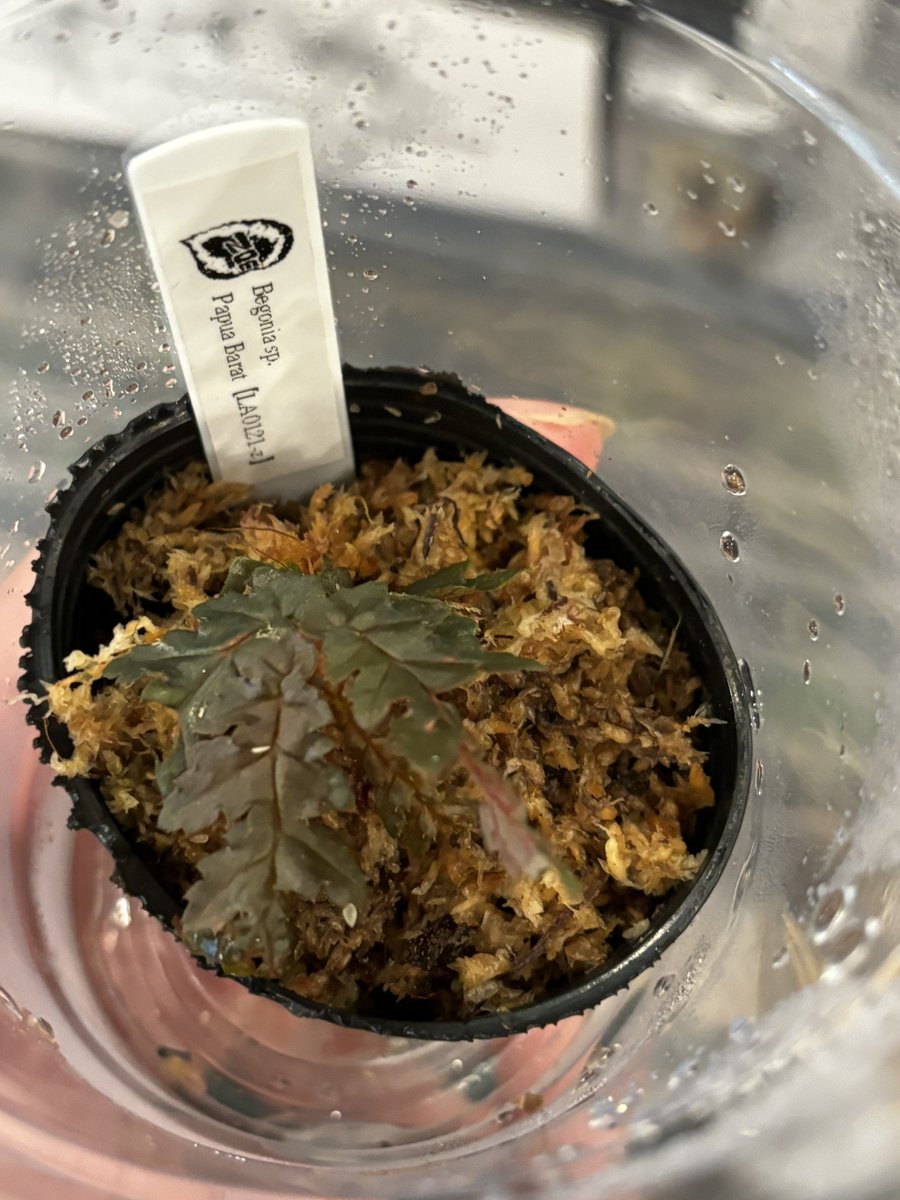 toikichi_02's tweet photo. おはようございます!本日葉°ザー2最終日です!
まだまだ魅力的な植物大量にご用意してお待ちしております〜割引もあるかも?
よろしくお願いします🙇♂️
#PAZAAR #葉゜ザー https://t.co/Htg7GNJrpC