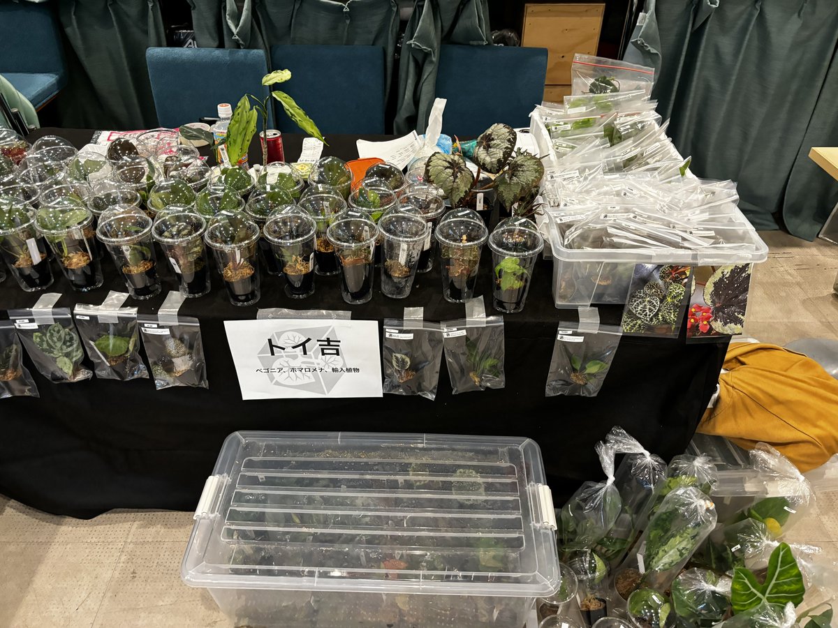 toikichi_02's tweet photo. おはようございます!本日葉°ザー2最終日です!
まだまだ魅力的な植物大量にご用意してお待ちしております〜割引もあるかも?
よろしくお願いします🙇♂️
#PAZAAR #葉゜ザー https://t.co/Htg7GNJrpC