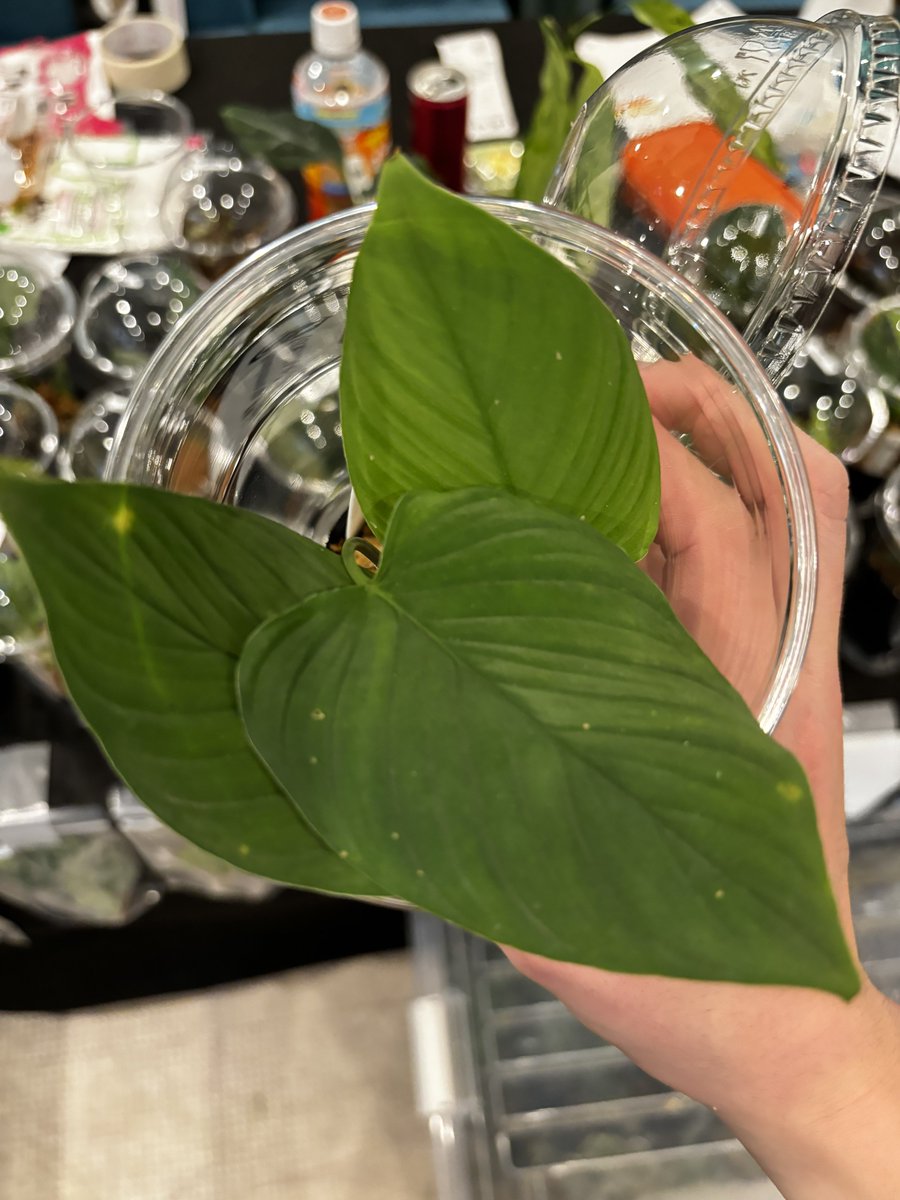 toikichi_02's tweet photo. おはようございます!本日葉°ザー2最終日です!
まだまだ魅力的な植物大量にご用意してお待ちしております〜割引もあるかも?
よろしくお願いします🙇♂️
#PAZAAR #葉゜ザー https://t.co/Htg7GNJrpC
