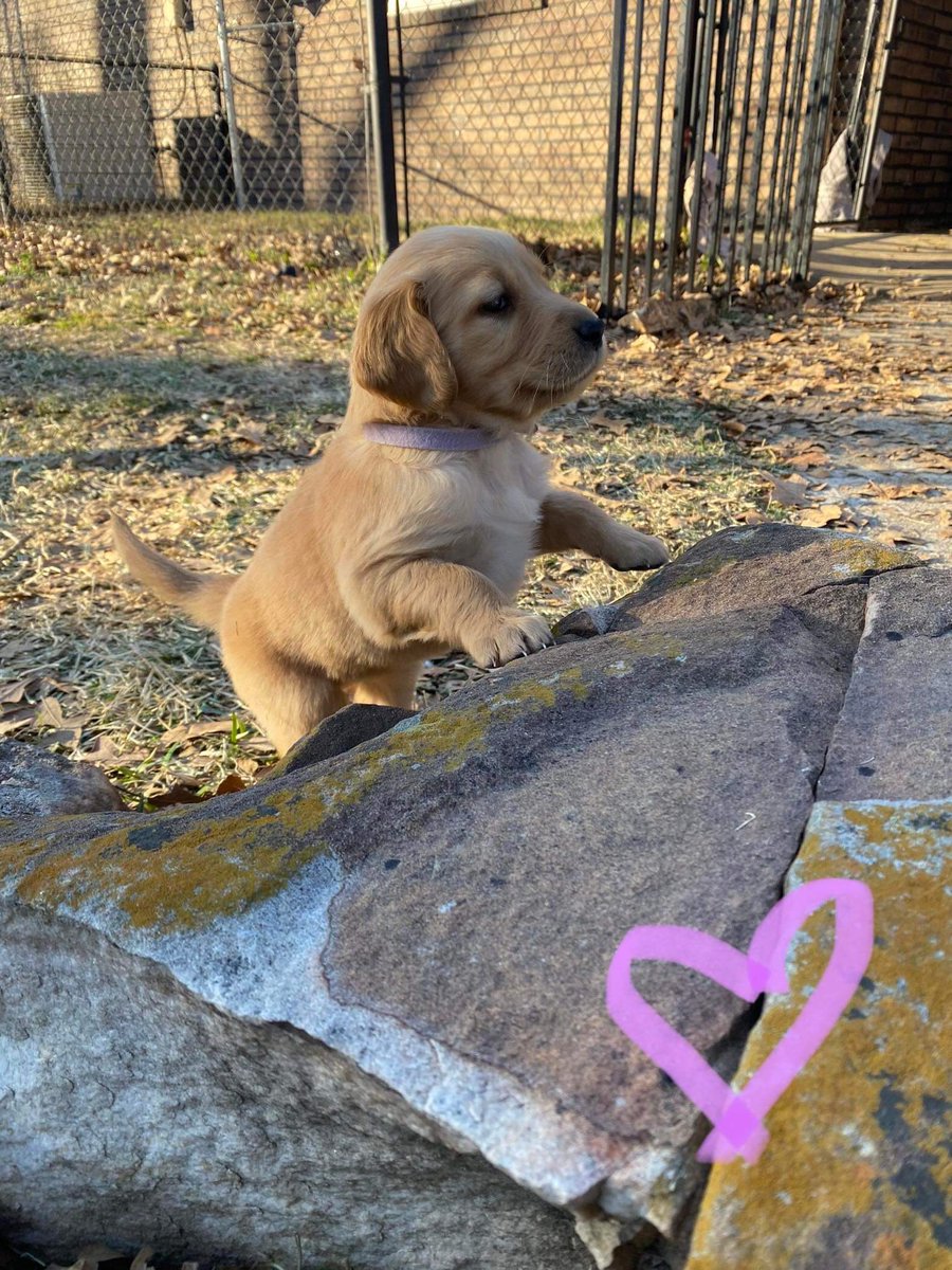 Here we are in the pictures sent to mama. I was gray boy and Bailey was pink girl. #NationalPuppyDay