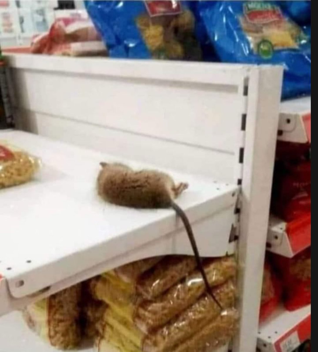 Rat dies of heart attack in super market when it sees the price of cheese.