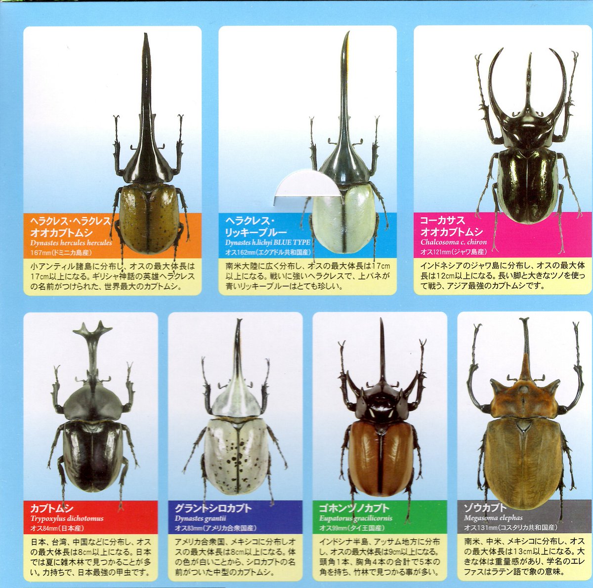 テーマ展「世界の！栃木の！！コガネムシ～カブトムシだってなかまだよ