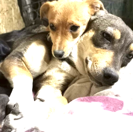 JA_2307's tweet photo. A newly adopted dog named Candy found herself face to face with her long-lost little brother after three years of separation. It was a moment that would touch the hearts of all who witnessed it and spread warmth throughout the family. https://t.co/k9PruN673q