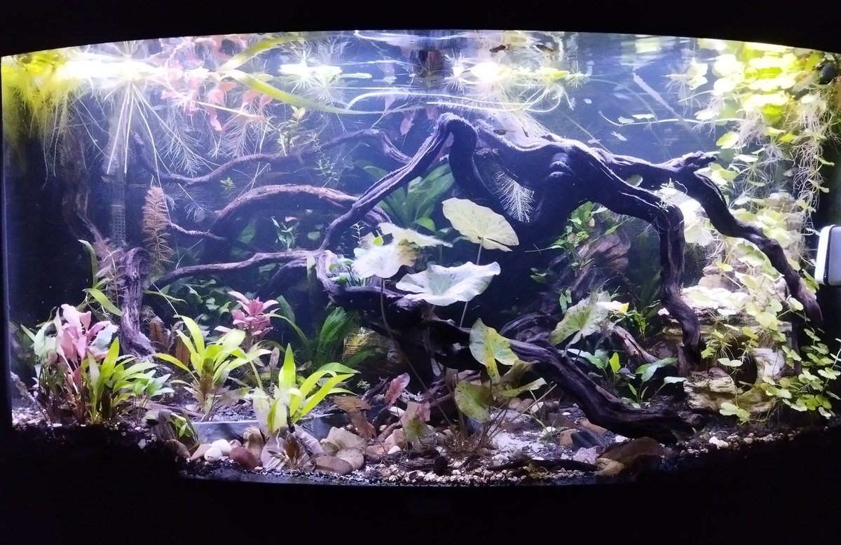 Marred_Works's tweet photo. I really love the overgrown look, even though  quite a bit of plant matter was removed today! Also traded some of my female guppys against males to refresh the genes. #fishkeeping #fishtank https://t.co/jOAqN5UmyC