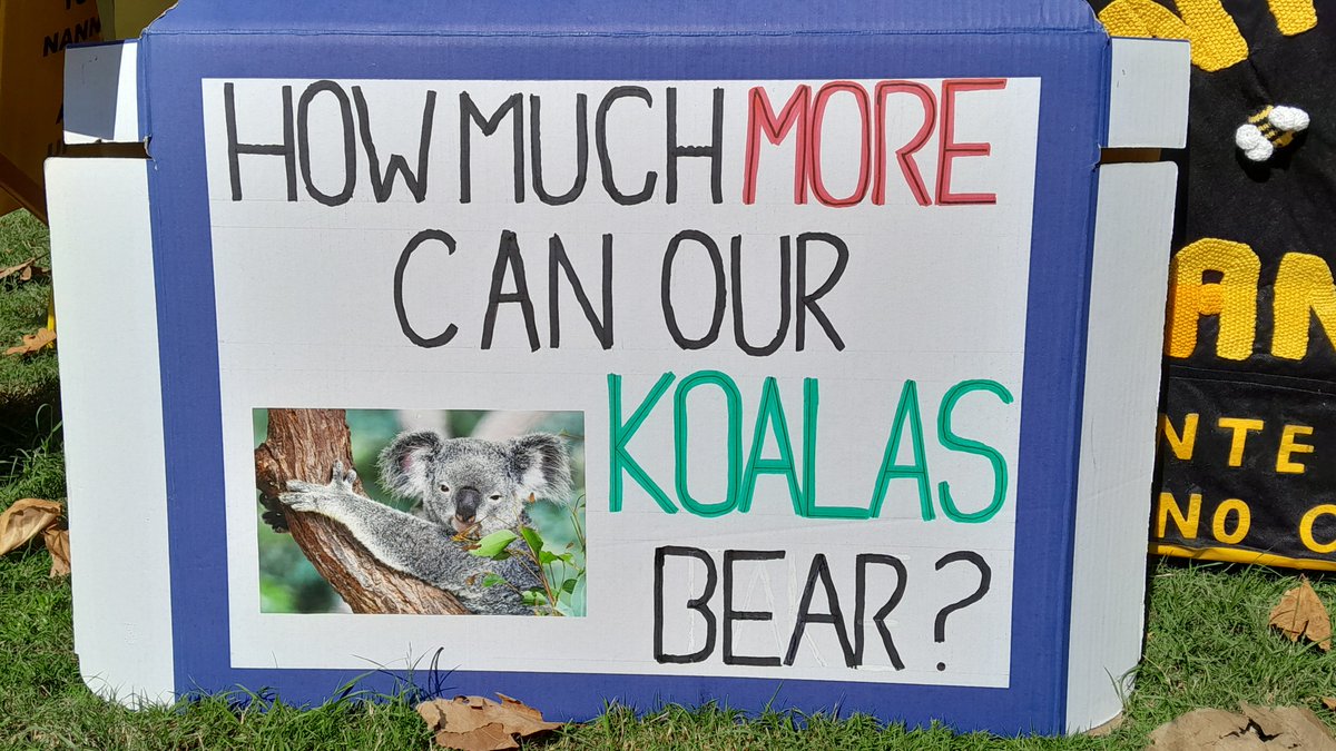ozmerica's tweet image. The scene...
#StopNativeForestLogging
#KoalasNeedTrees