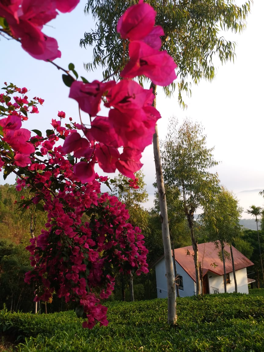 iamindranin's tweet photo. @thedelhiwalla Flames of pink fire from Wayanad... https://t.co/Ul2j8tMVUn