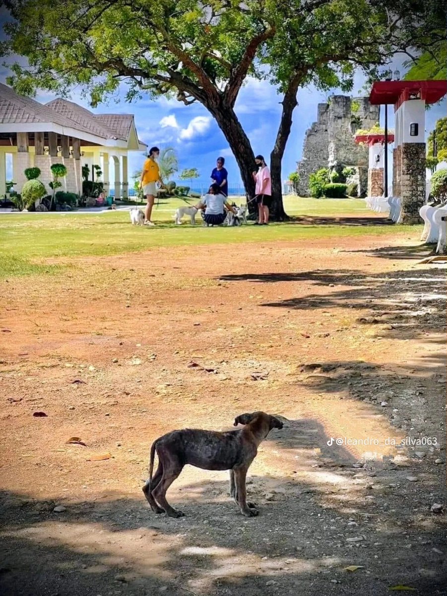 🚨VEJA: Foto de cachorro abandonado observando, de longe, cachorros de raça com seus donos, viraliza na internet.
