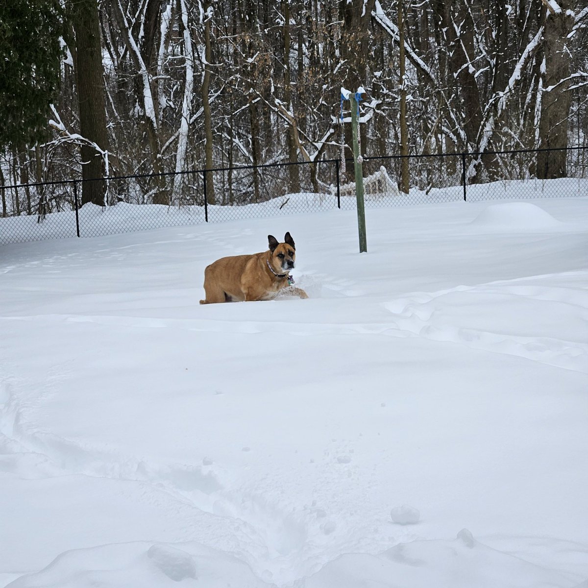 FreyasMuttHut's tweet image. When you just can't find a good spot to 💩 without the snow hitting you in the tush! The look of defeat 😅 send halps! 
#SaturdayMood #weekend #dogtwitter #DogsOfX #NationalPuppyDay