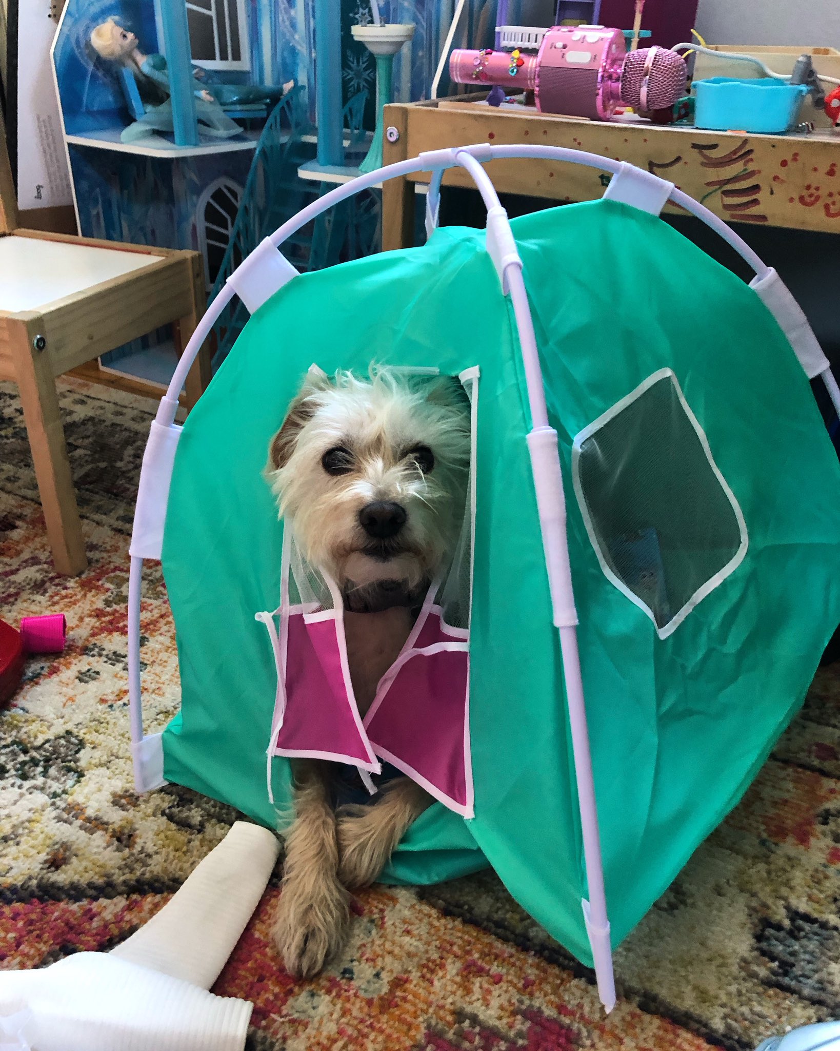 Danny Noonan on X: FYI, the American Girl camping tent is compatible with  Lucky-sized dogs.  / X