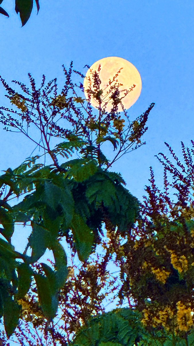 ntarunkumar's tweet image. The moon last evening, #shotoniphone.
#ThePhotoHour #runview
