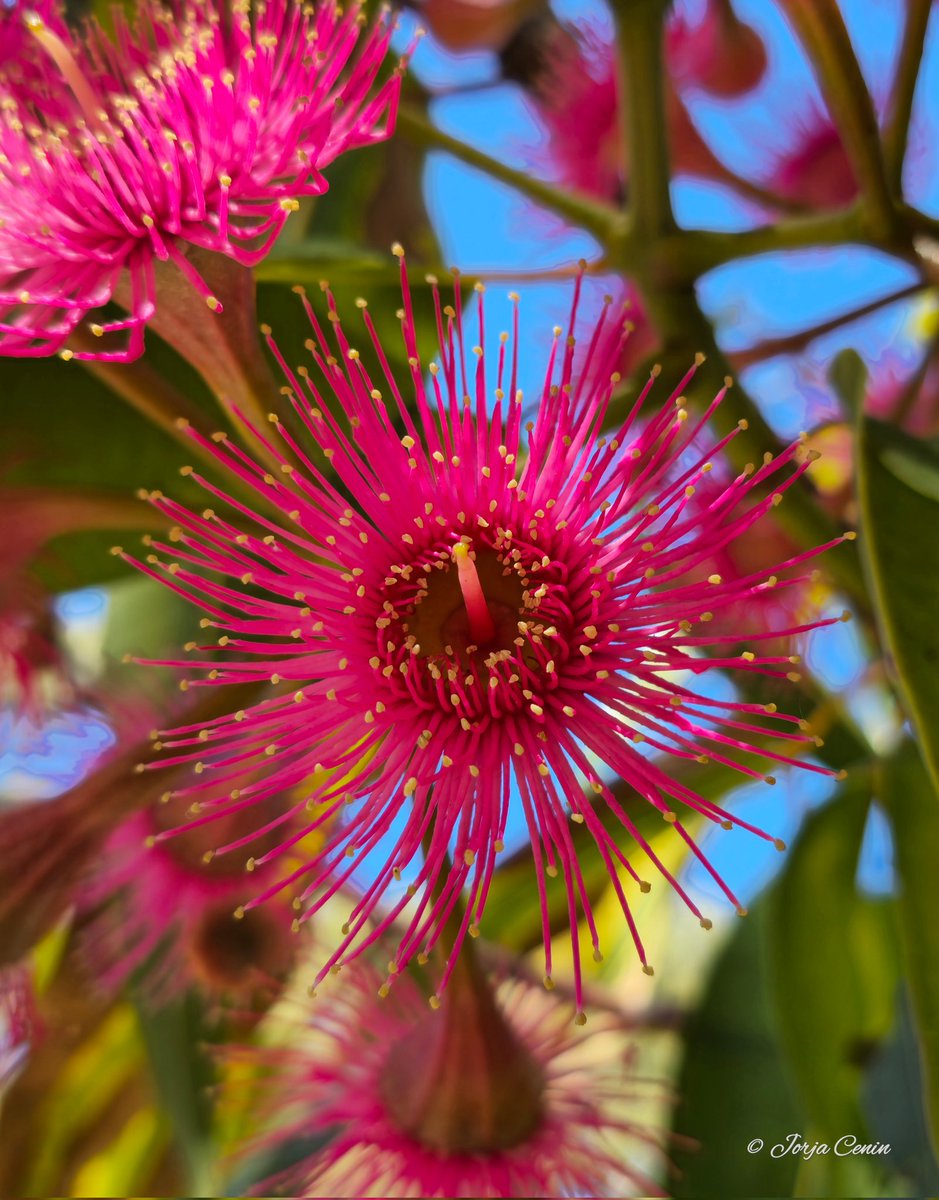 Corymbia ptychocarpa 💗 #wildflowerhour #flower #beautiful