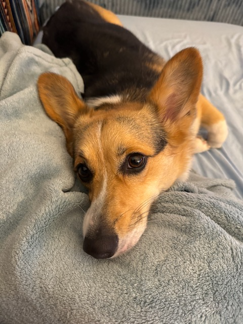 lrak_nairb's tweet photo. When your OPL watch party wants a puppy treat...
#OPLpets
#OPLive #OnPatrolLive #OPNation #OPLiveNation https://t.co/xxWdzaIP7f