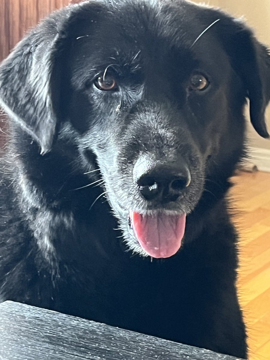 beersbythefire's tweet photo. Such a good boy. F#ck cancer! He’s carrying on the best he can https://t.co/y9gzpOmjge