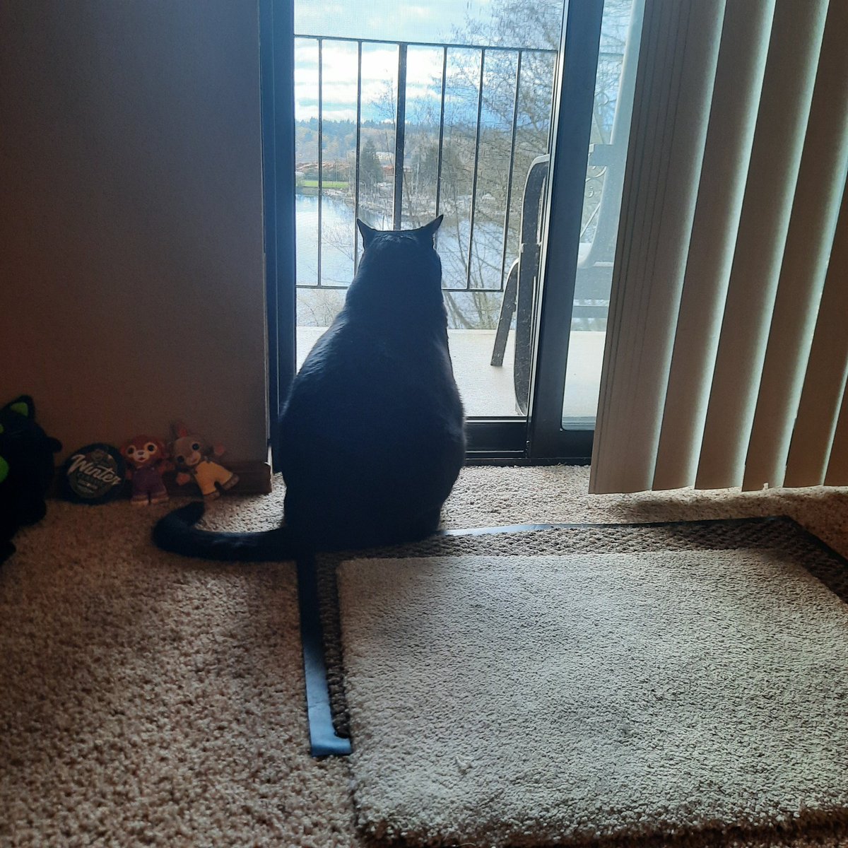 SnailtheWhale's tweet image. My #panther #cat is bigger than your #midsized dog. He weighs in at 27 pounds. Playing with him is fun until he starts to chase you ❤️ #happylife #crypto #CryptoTwitter #happykittie #XRP just like #JurassicPark and #velociraptors ..you're still alive,  when they start to eat you