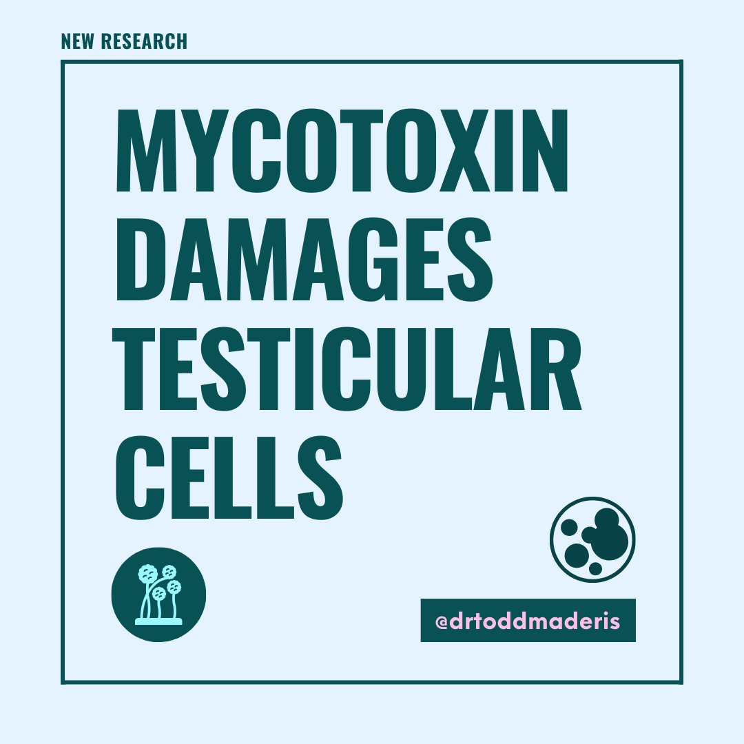 [NEW RESEARCH] Mycotoxin Damages Testicular Cells Leydig cells in the testes produce testosterone and play an important role in physiological processes, including sperm production. The #mycotoxin enniatin is produced by the mold Fusarium. Since #mycotoxins cause cellular damage,…