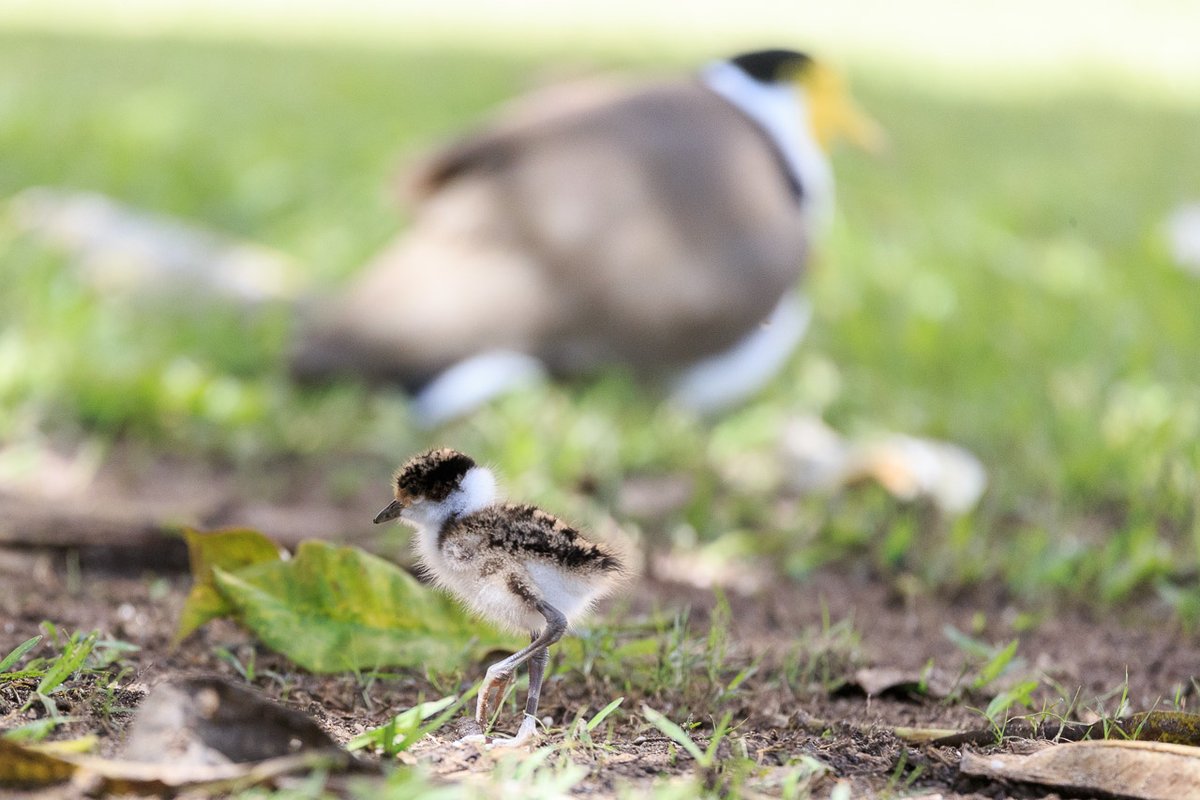 We are so lucky to be surrounded by some beautiful wildlife on campus 🌿 If you ever find yourself near the #UQ St Lucia Michie Building, see if you can spot these Masked Lapwing chicks. 📸David de Groot