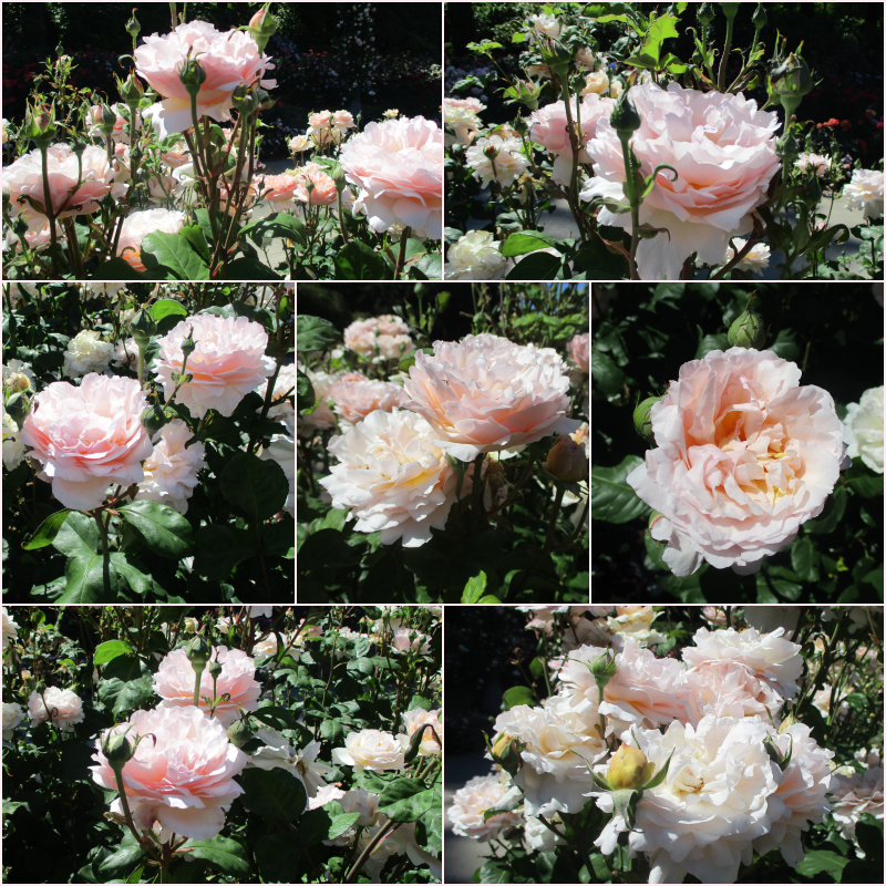 “And the shower of roses spun around me, inviting me to take part in their ever-present waltz.” ― Gina Marinello-Sweeney
                                                   🩷💛🤍
#SevenOnSunday🌞#roses🌹#MyPhoto📷#quotes🔖#WritingCommunity✍️