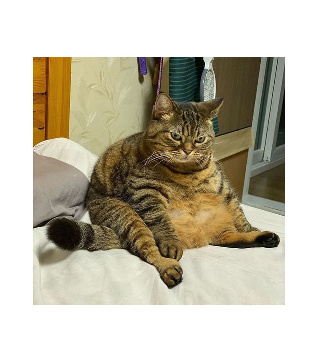 GENTLECAT tweet media