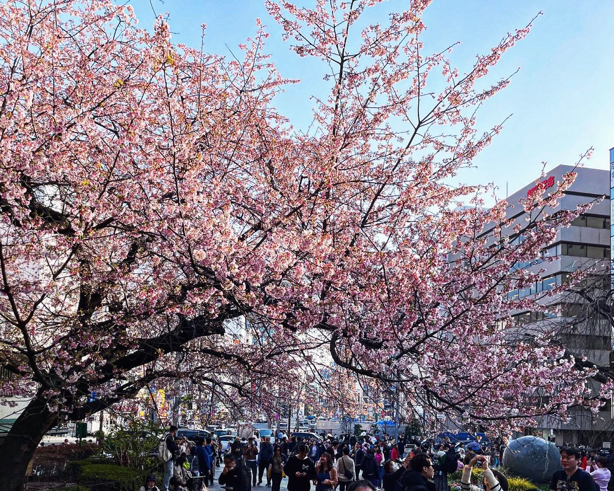 Location…Ueno, Tokyo 一足先に満開の河津桜🌸 #写真好きな人と繫がりたい #japantravel #streetphotography