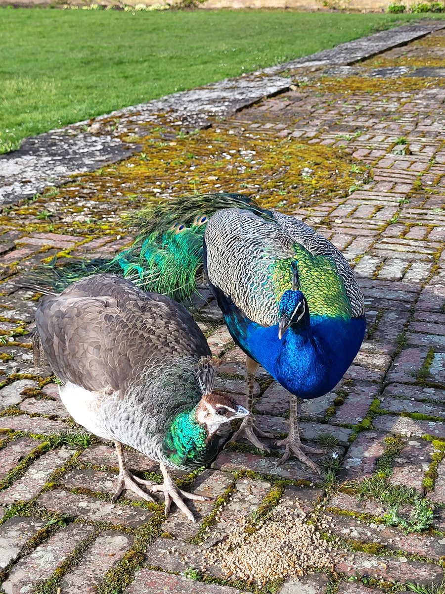 Easter treat for a couple of the Pitchford peacocks #HappyEaster #Shropshire 🦚