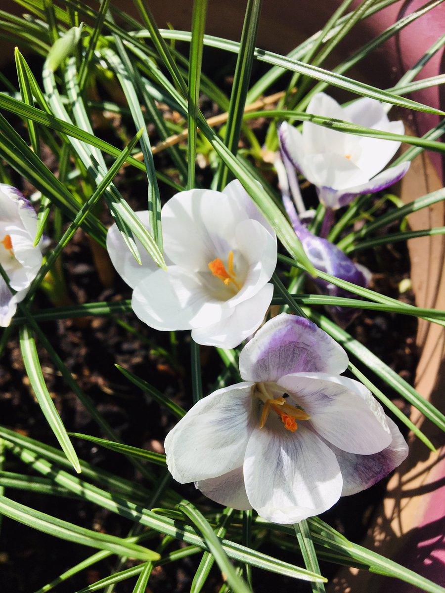 What a glorious Easter Sunday, everything in the garden bursting into life in the sunshine. Happy Easter.