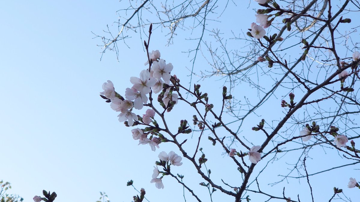 t410k11m512's tweet photo. つよしくん
通勤途中の桜も
少しづつ咲き始めたよ
気がつけば
ふと空を見上げる事も増えました
いつもつよしくんが綴ってくれる
空と心は繋がっています
その言葉が
本当に信じられる
今日は私から言わせてください
これからも
空と心は繋がっています
#堂本剛 #ENDRECHERI
#LF #END_RE_START https://t.co/sWETgtWzcM