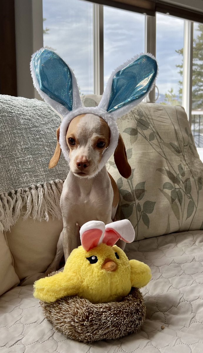 It’s the Easter Beagle 🐾😜🐾 Happy #Easter Wishing everyone a wonderful day 🐰🐶 #heckcancer #livingmybestlife #pocketbeagle #lemonbeagle #beagle #dogsoftwitter #dogsofx #Easterbeagle #Easter2024