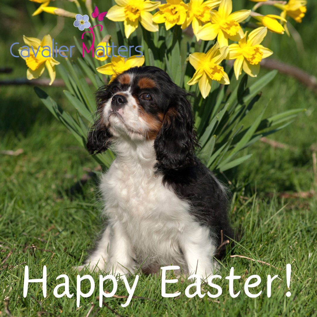 Happy #EasterSunday from everyone here at Cavalier Castle! Remember to keep those #HotCrossBuns and #EasterEggs well away from your precious #CavalierKingCharlesSpaniels! 🍫🍪 #HappyEaster #cavpack #rescuedogs #dogsoftwitter #dogoftheday #cutedogs #doglovers #fluffypack