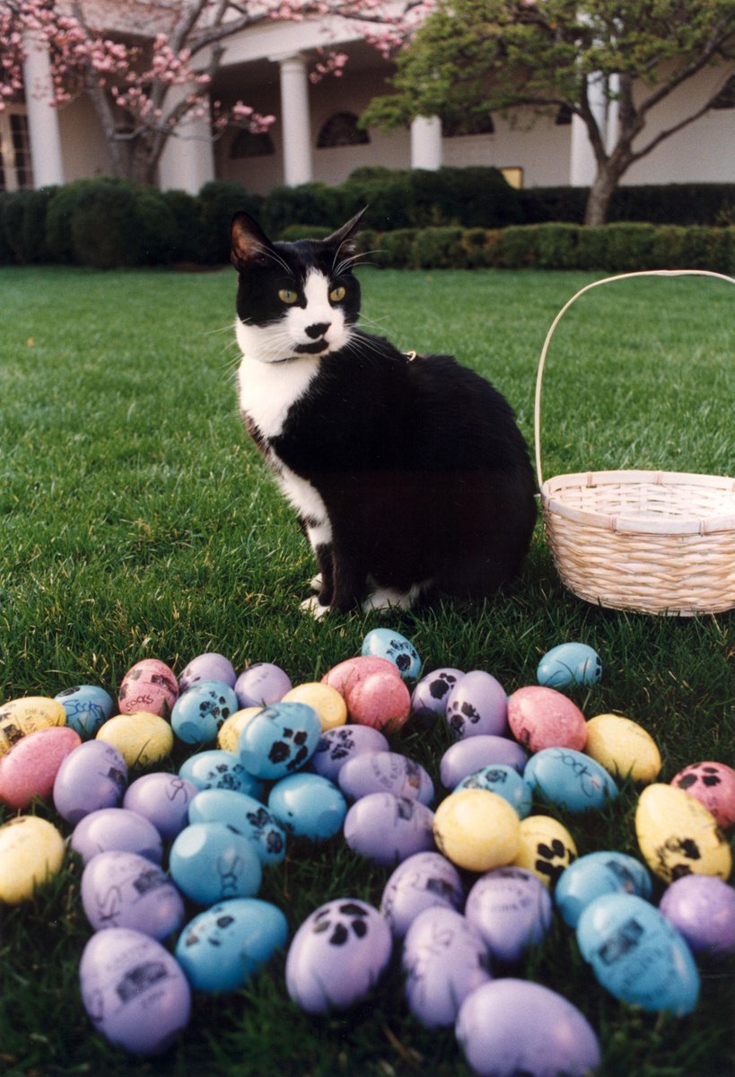 Wishing you a Paws-itively wonderful Easter! First cat Socks poses with paw print Easter eggs on April 1st 1994. The eggs were made for the annual White House Easter egg roll. Photo credit: Barbara Kinney [P13862_19_01APR1994]
