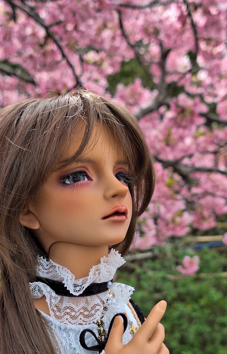 mito_SD's tweet photo. 春爛漫🌸 https://t.co/khIFfzEoBV