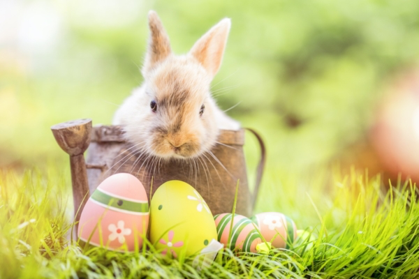 Happy Easter Sunday!!! Hope the bunnies brought you big baskets of chocolate eggs and jelly beans…as you and your family enjoy this special holiday. #EasterSunday