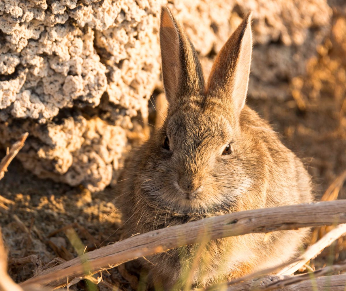This is the desert cottontail. And for the record, they don't lay eggs. 🥚🥚🥚 They give birth to kits. These southwestern cuties are prolific breeders and they can have multiple litters of kits in one year! Photo by Derek Neumann