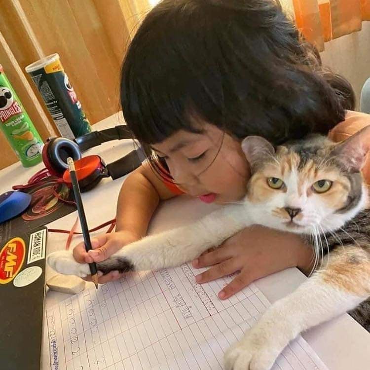 Punch Cat (@punchingcat) on Twitter photo 