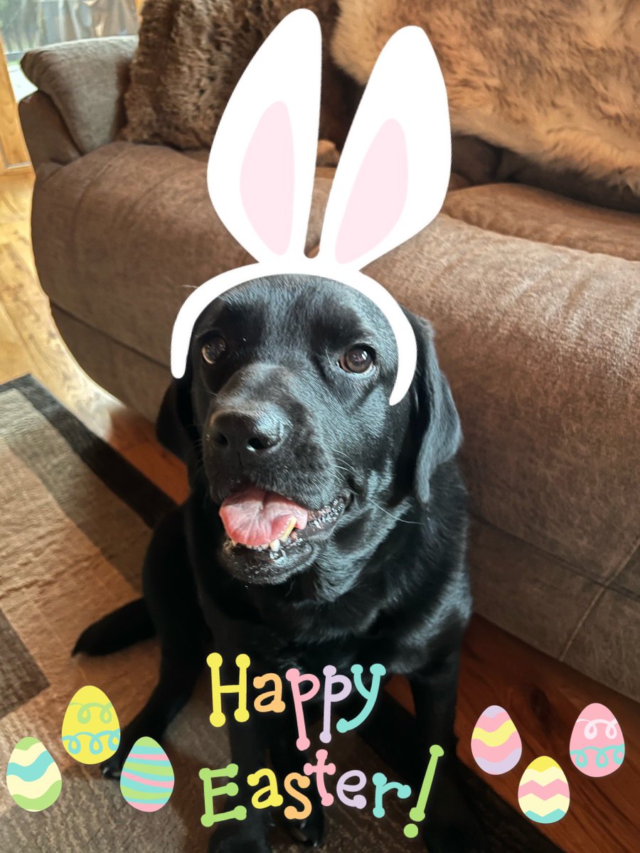 Happy Easter 🐣🐇 sweet frens!🥰🐾 It’s just momma & us today, cause dad has to work! So we’re spreading extra lovies to all our dear frens! You is egg-stra special to us & we loves you just the way you are!🥰🐾😘😘😘 #bethelove #dogsarelove #KindessMatters #labradorable…