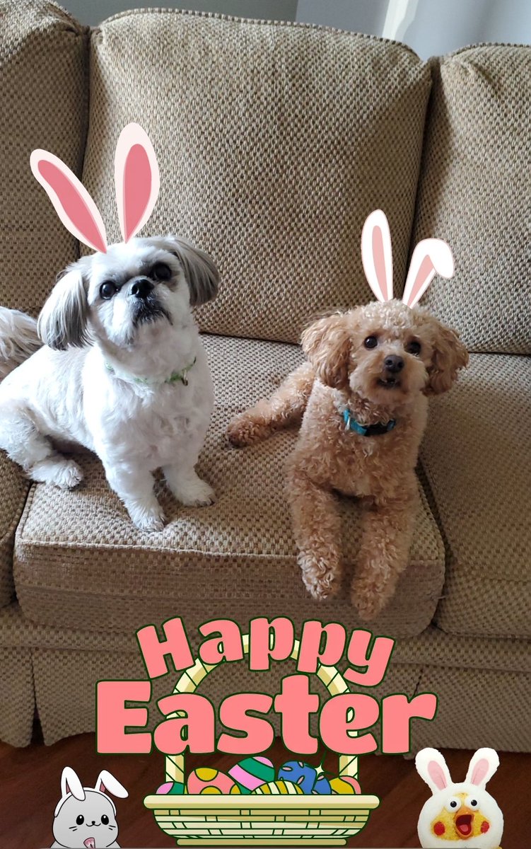 Happy Easter everyone! #dogsoftwitter