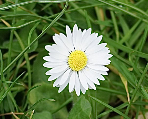 ol2016's tweet image. Groen aannemer #moree in #lansingerland houdt  rekening met zelf geplante bollen in het openbare gazon en maait er keurig omheen. Resultaat zelfs een pinksterbloem. Top 👍👍  @lansingerland dat heet meedenken. #berkelenrodenrijs