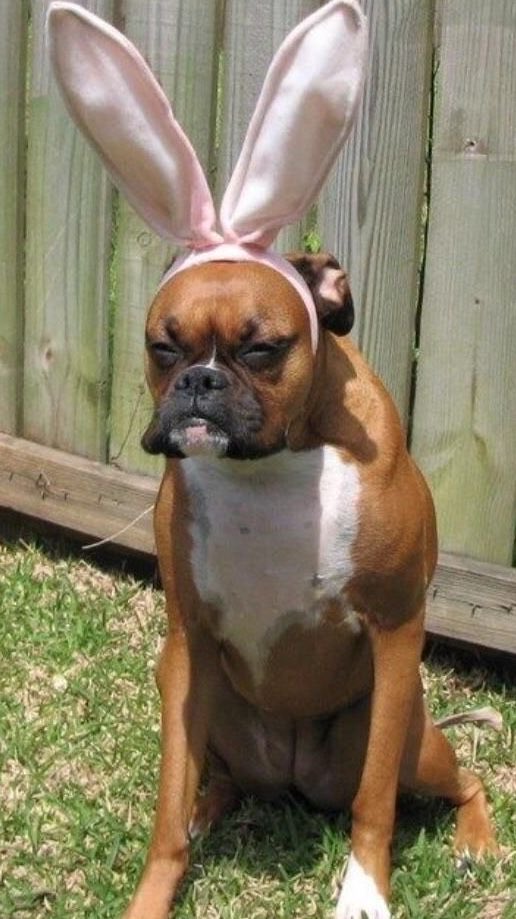 Happy Easter! A reminder for those that might put bunny ears on their dogs: Some of the eggs might not be chocolate. #happyeaster