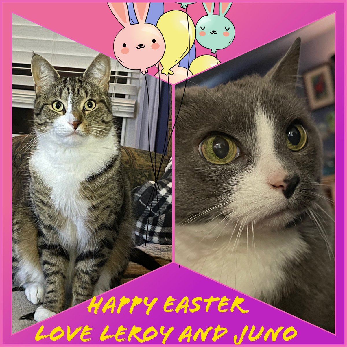 Happy Easter! 
#HappyEaster #CatsAreFamily #CatsOfX