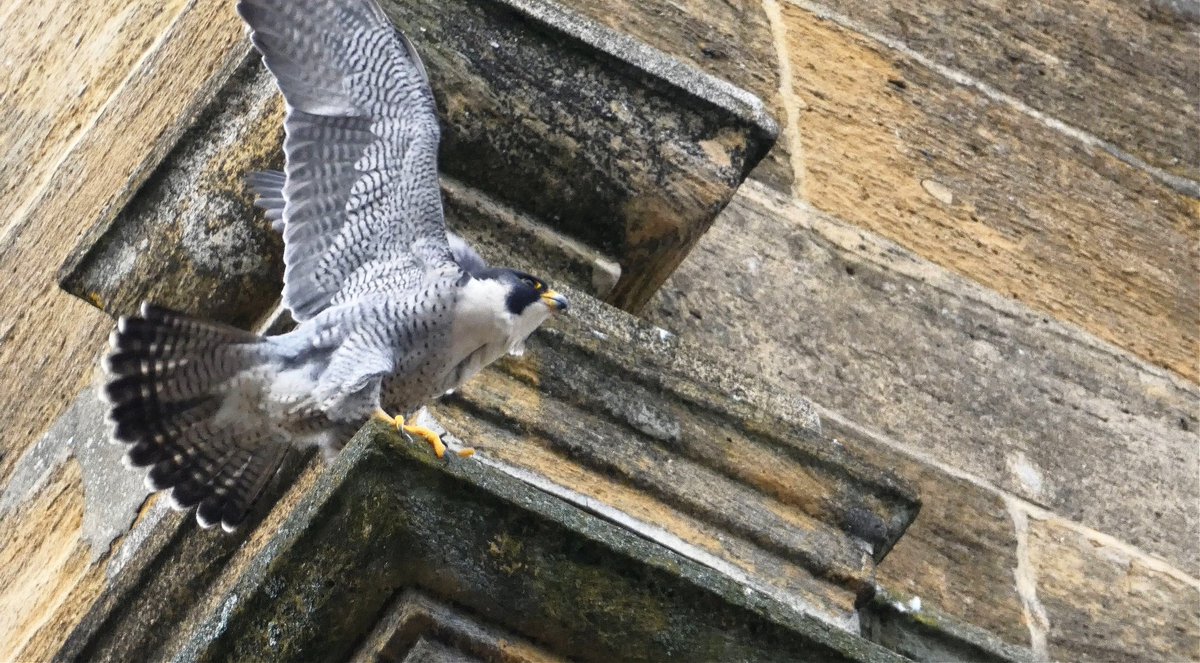 Simon Watts WILD Presentations tweet media