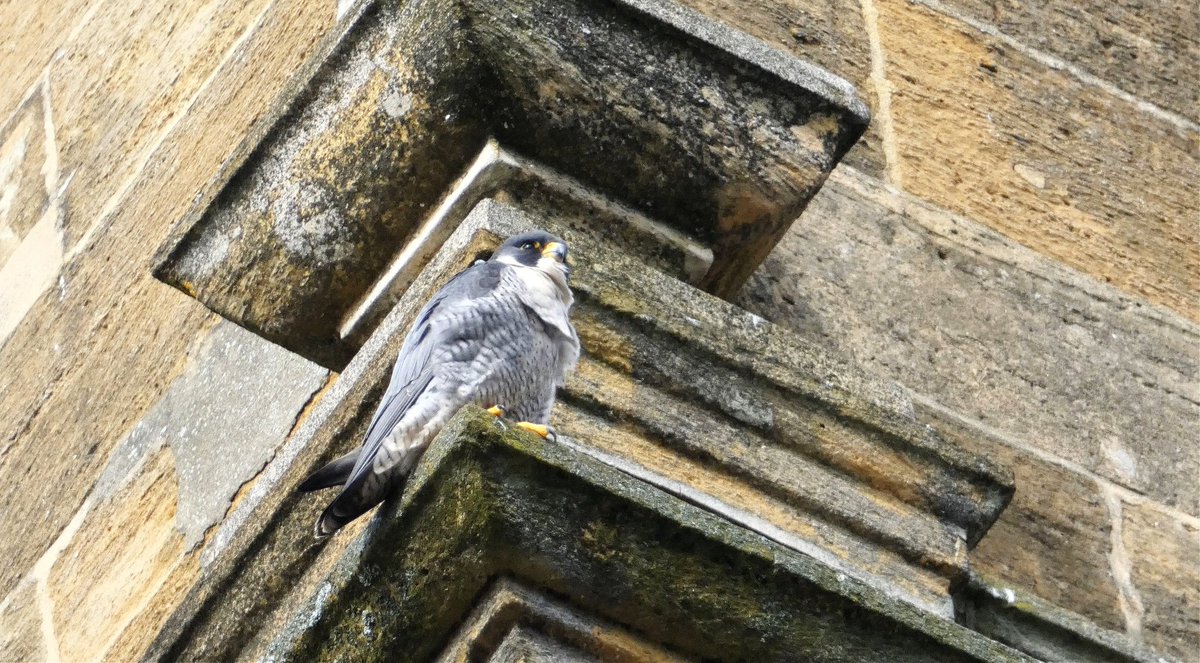 Simon Watts WILD Presentations tweet media