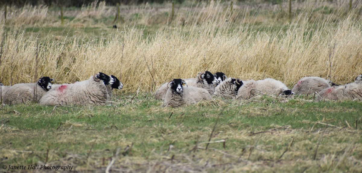Sheep's 🐏🐑
#sheeps #midgehall #newlongton #weather #loveukweather #Preston #lancashire #colours #color #nature #NaturePhotography #NatureBeauty #naturelovers #sky #sun @metoffice #fields #farm #farmer