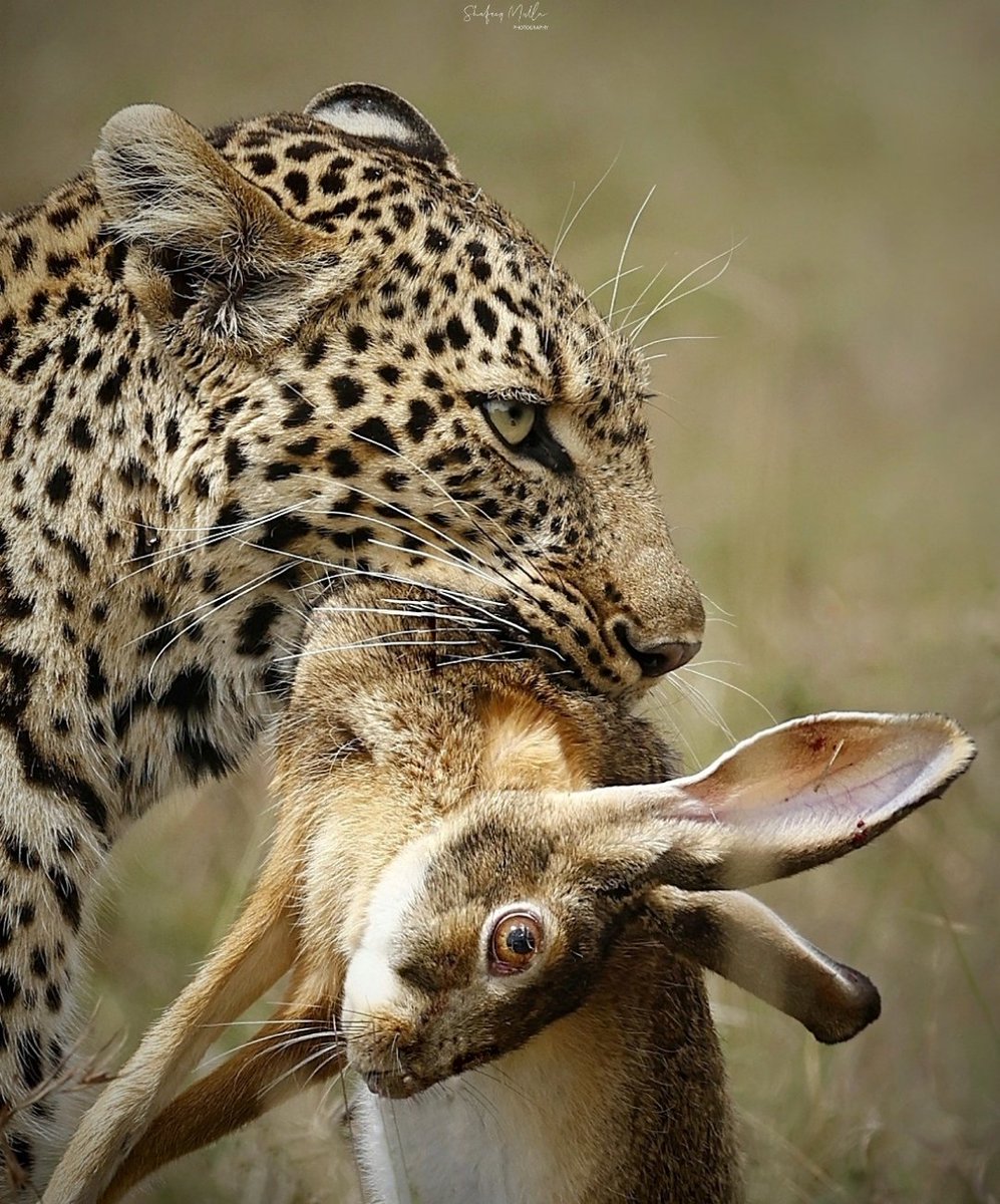 Somebunny got killed!
#masaimara #Kenya