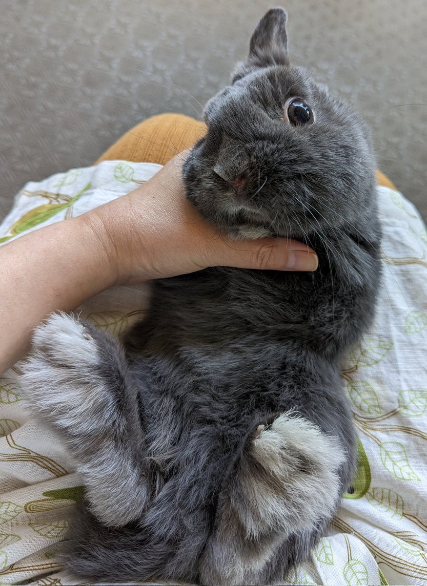 爪切りにおののく、さつき君です。足の裏がもふもふで、伸びた爪が見えません。蹴られるとひっかき傷がミミズ腫れになります。