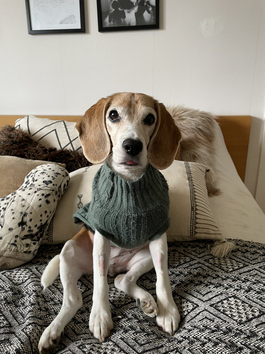 Manifesting “girl who is going to be okay” vibes while high off of Gabapentin. Hoping for a healthy recovery after some elderly beagle back issues ❤️‍🩹 #beaglesoftwitter